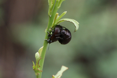 Chrysolinina