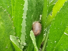 Cornu aspersum