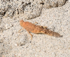 Sphingonotus rubescens