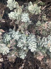 Atriplex leucophylla