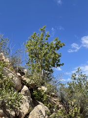 Nahuatlea arborescens