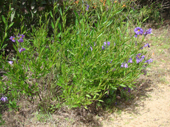 Solanum parishii