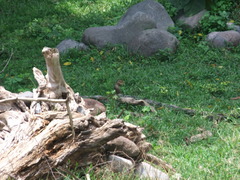 Notocitellus annulatus