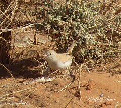 Curruca deserti