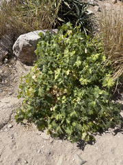 Cnidoscolus maculatus