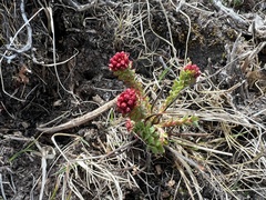 Rhodiola himalensis