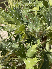 Cnidoscolus maculatus