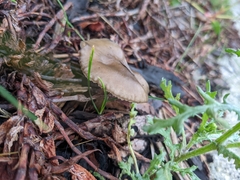 Melanoleuca melaleuca