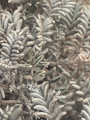 Astragalus miguelensis