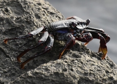 Grapsus adscensionis