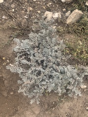 Astragalus miguelensis