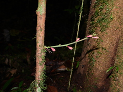 Passiflora saulensis