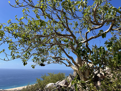 Ficus petiolaris palmeri