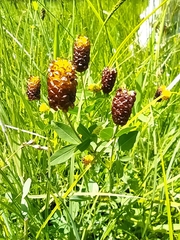 Trifolium spadiceum