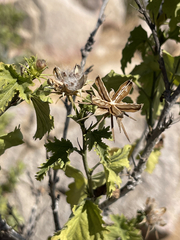 Hibiscus ribifolius