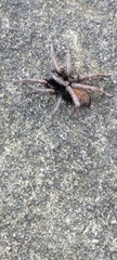 Herpyllus ecclesiasticus