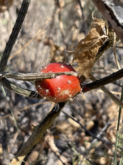 Peniocereus striatus
