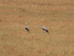 Anthropoides paradiseus