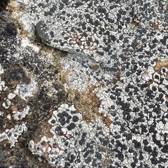 Rinodina