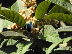 Astraptes fulgerator azul