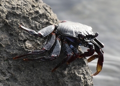 Grapsus adscensionis