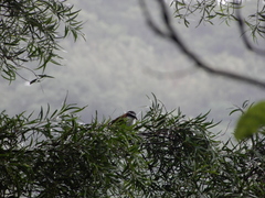 Pomatorhinus musicus