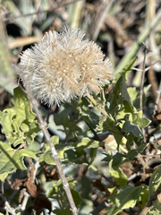 Bebbia atriplicifolia