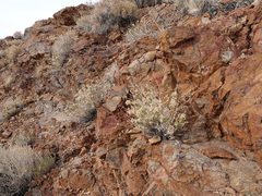 Brickellia microphylla