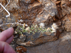 Brickellia microphylla