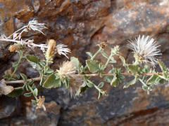 Brickellia microphylla