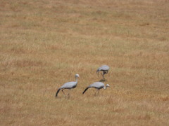 Anthropoides paradiseus