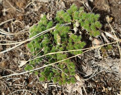 Selaginella hansenii