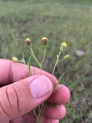 Picradeniopsis multiflora