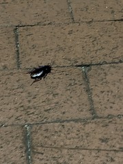 Periplaneta fuliginosa