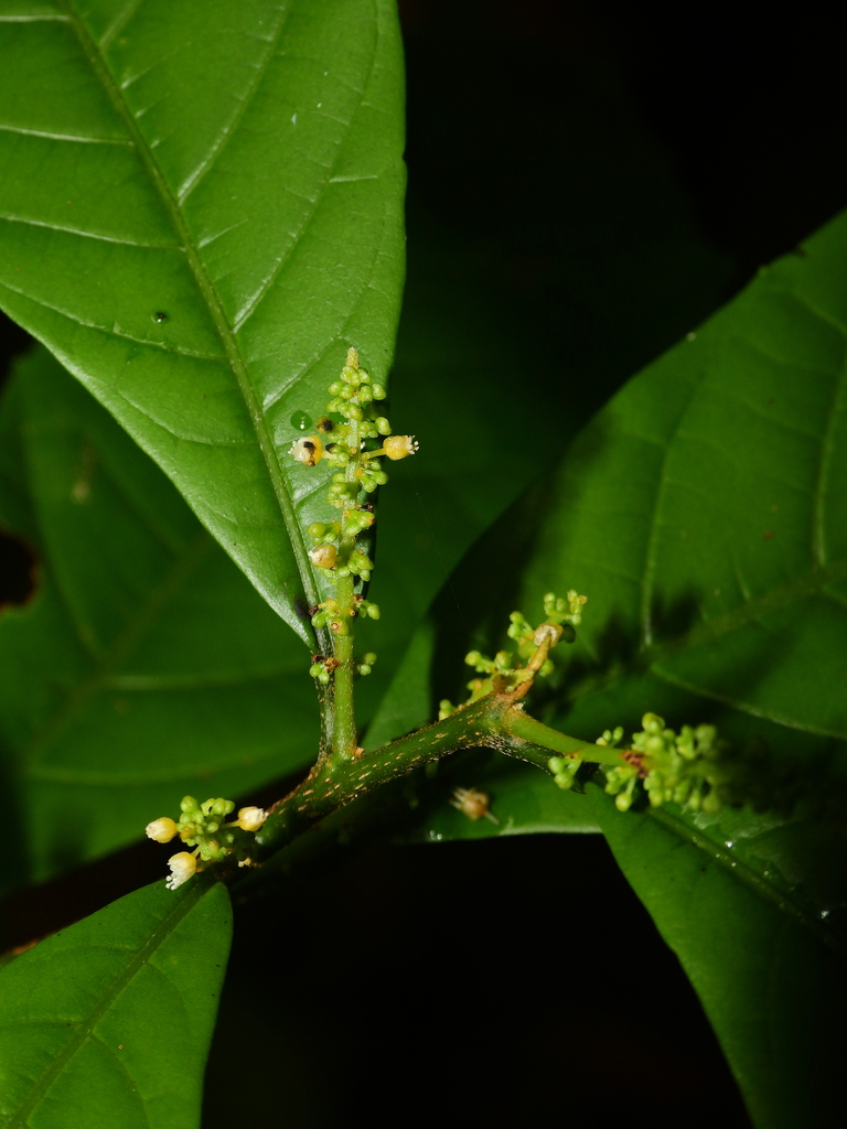 Allophylus leucoclados
