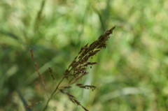 Sorghum halepense