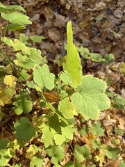 Ribes rubrum