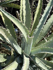 Agave capensis