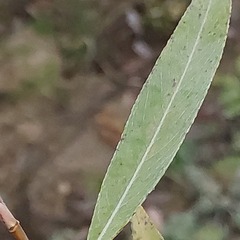 Salix euxina
