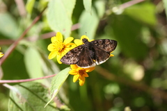Erynnis tristis