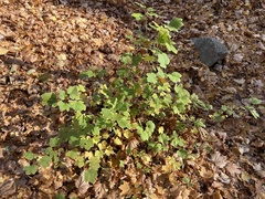 Ribes rubrum