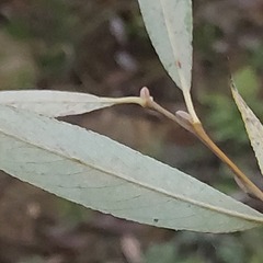 Salix euxina