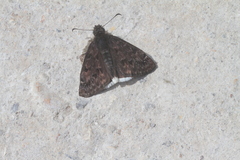 Erynnis tristis