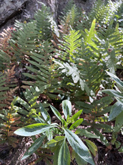 Polypodium cambricum