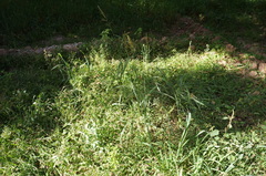 Sorghum halepense