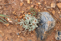 Helichrysum cerastioides