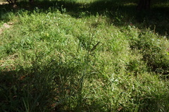 Sorghum halepense