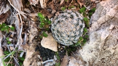 Mammillaria lasiacantha