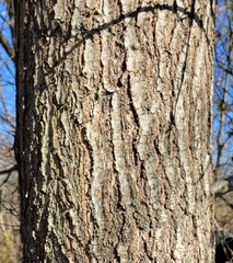 Quercus ellipsoidalis