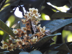 Aguna asander asander